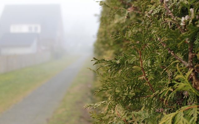 hecke_640